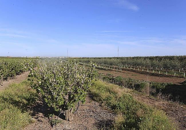 Frutales al lado de una par ela con olivar en producción intensiva.