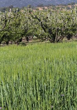 Imagen - Cebada plantada donde antes había melocotoneros.