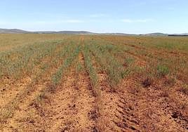 Imagen de archivo de la sequía que azota los campos de cereales extremeños.