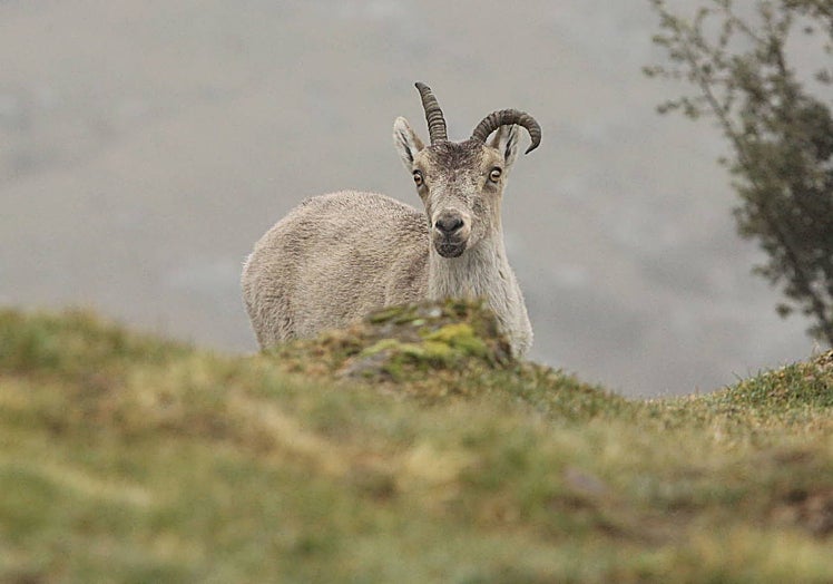 Un macho, en la reserva de caza La Sierra.