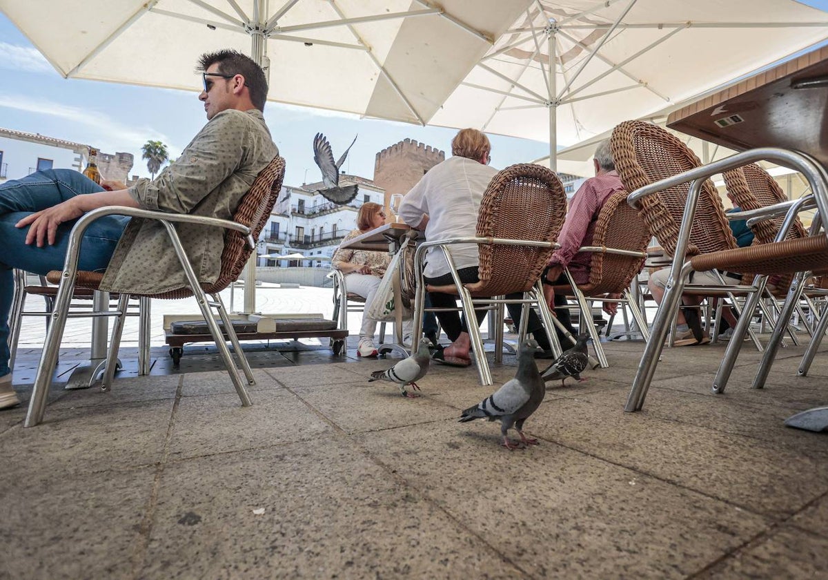 Las palomas proliferan por la ciudad monumental y la zona de terrazas de la Plaza Mayor.