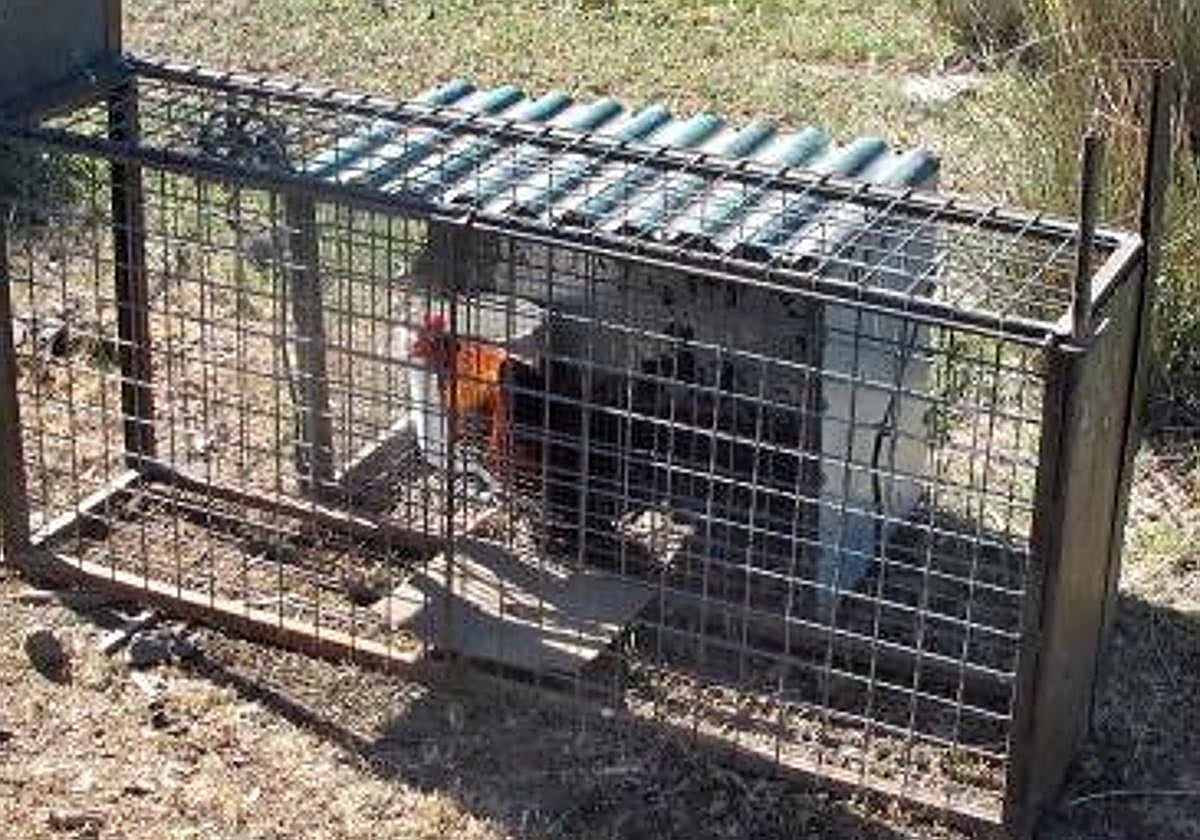 Dentro de la trampa jaula hallada por los agentes del Seprona había un gallo.