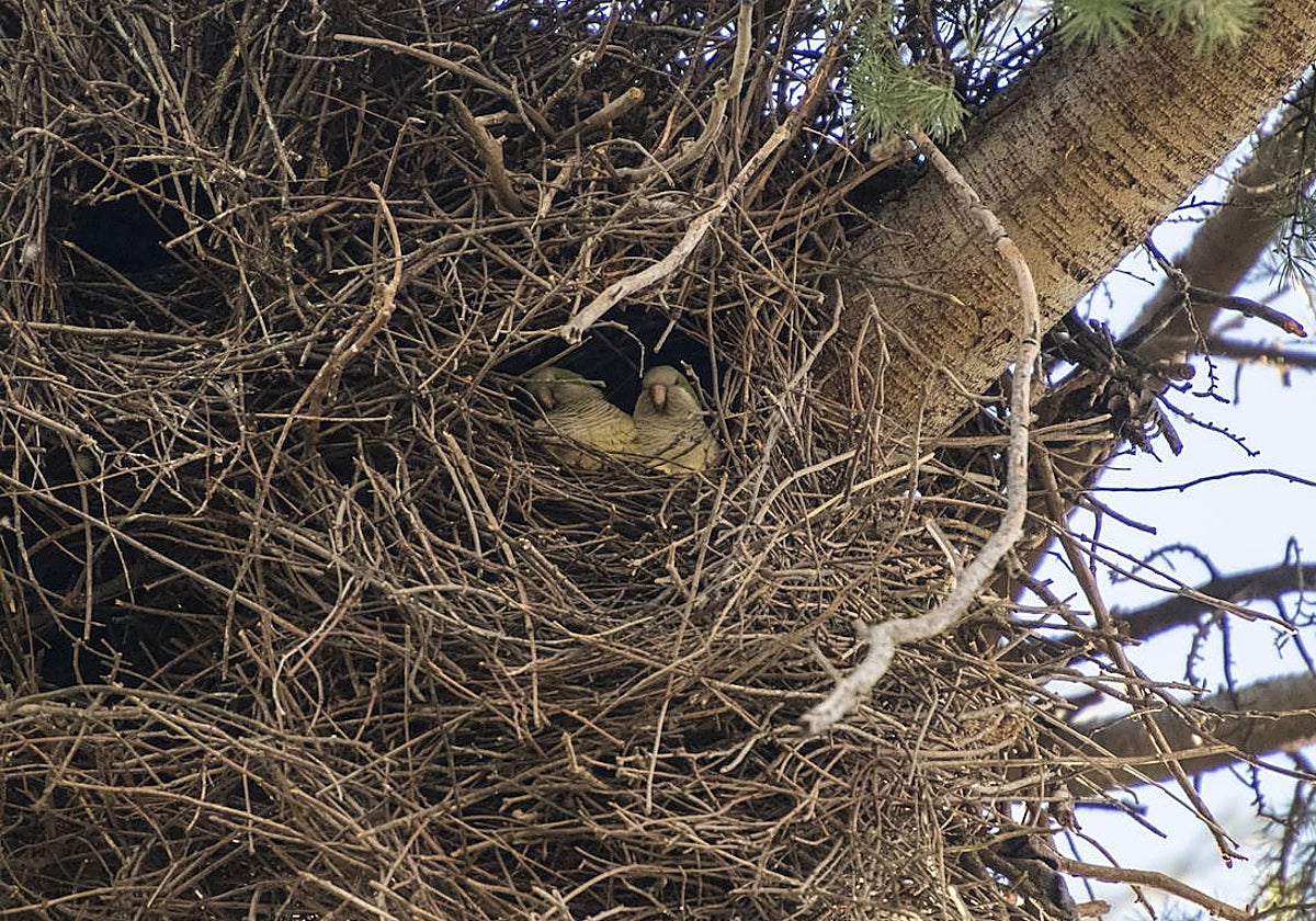 Dos de las cotorras argentinas en su nido del Parque de la Legión de Badajoz.