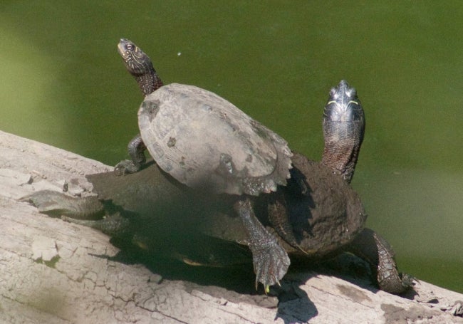 Dos ejemplares de tortuga falsa mapa.