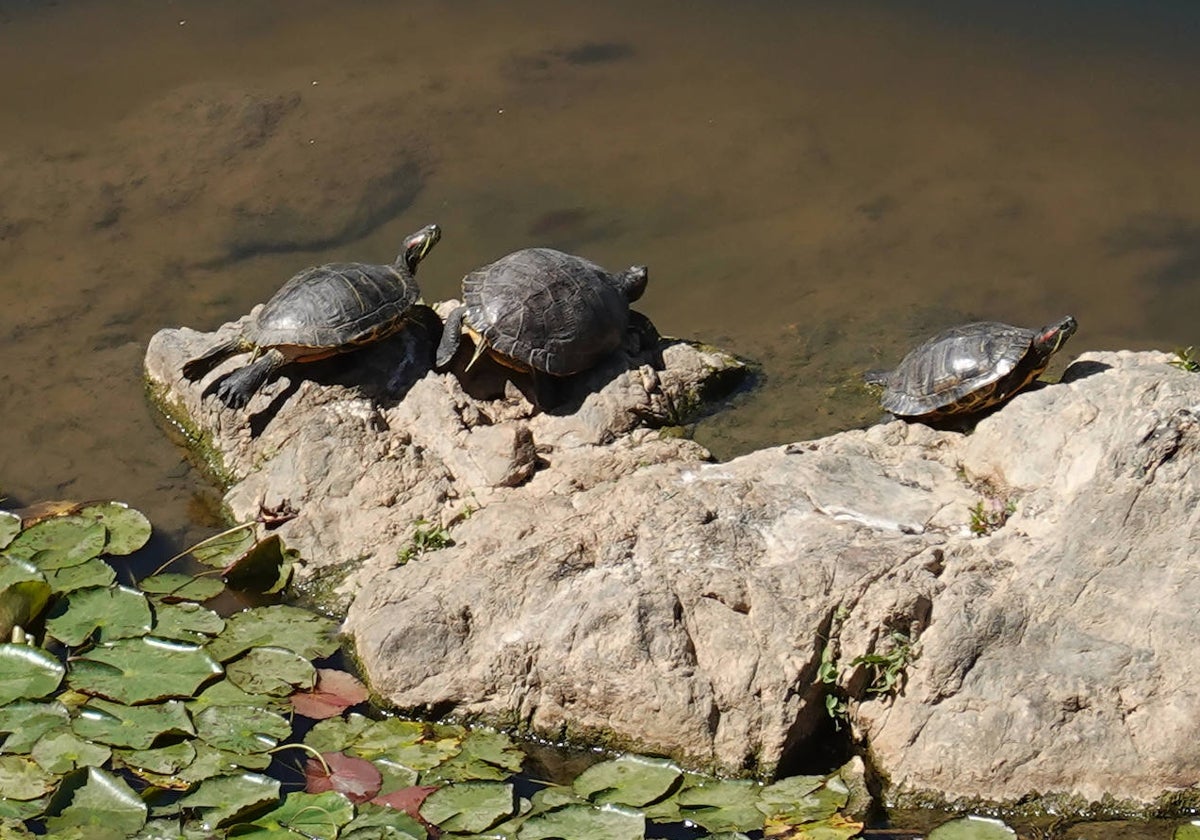 Galápagos de Florida en el Guadiana, bajo el puente de Palmas.