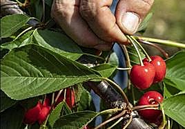 La Guardia Civil controlará la campaña de la cereza para evitar robos y la venta ilegal