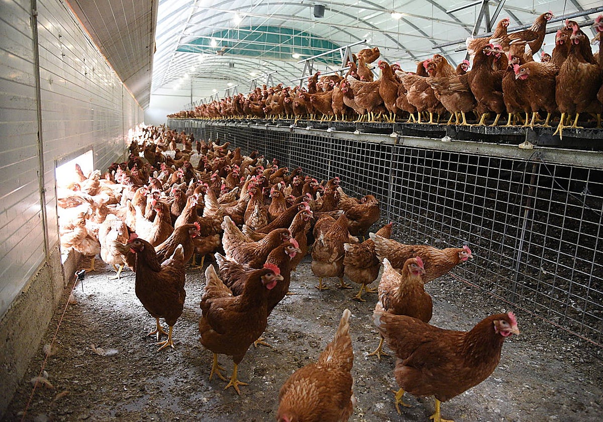 Granja de gallinas en Extremadura.