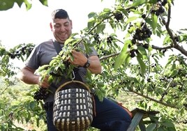 Un jornalero recoge cerezas en el Valle del Jerte.