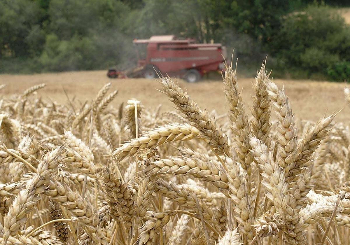 La extensión de estas exenciones dependerá también la duración del veto temporal al grano ucraniano que ha propuesta Bruselas.