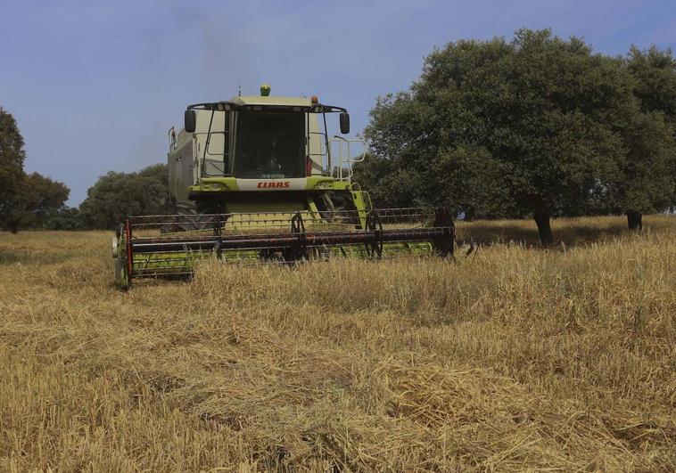 Cosechadora recogiendo heno en una finca de Castilblanco, a inicios de esta semana.