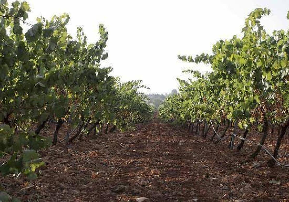 Imagen de archivo de vides en espaldera en Almendralejo.