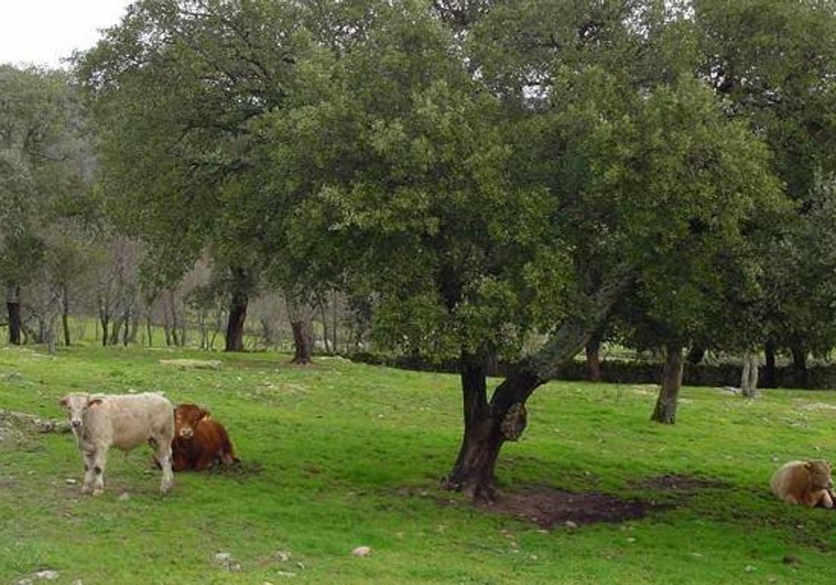 Explotación ganadera de vacas nodrizas en plena dehesa extremeña.