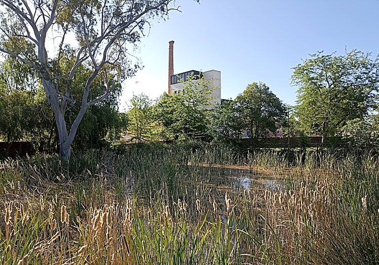 Estado actual de la charca del Marco.