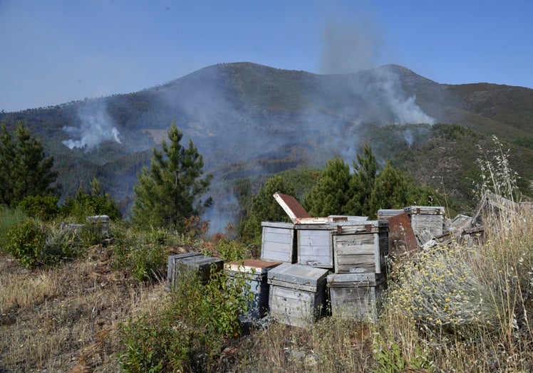 Colmenas junto a columnas de humo, este viernes en Las Hurdes.