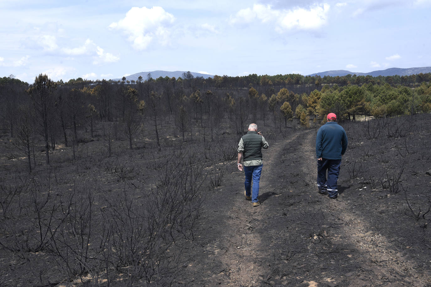 Zona arrasada por el incendio forestal que se declaró el pasado mes de mayo en Las Hurdes.