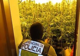 Imagen de la plantación de marihuana.