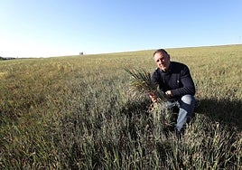 Un productor de cereal de secano en Llerena en una parcela donde apenas ha germinado el trigo.