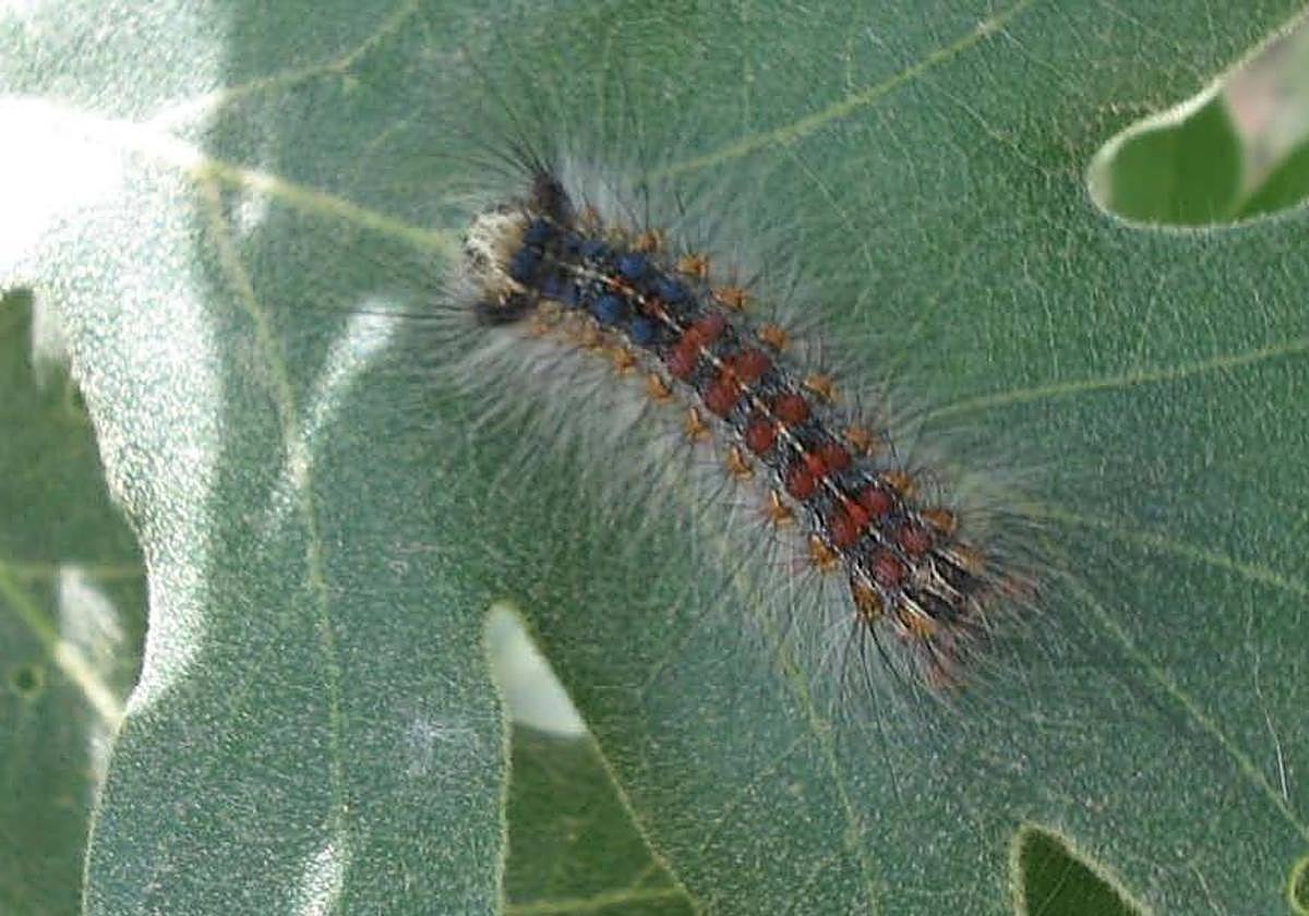 La llamada lagarta peluda, la Lymantria dispar, es una oruga que daña sobre todo los alcornocales.