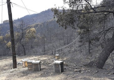 La Junta destina 16 millones para atajar los daños por el incendio de Las Hurdes