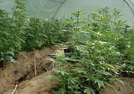Encuentran más de 100 plantas de marihuana en su patio tras agredir a un familiar