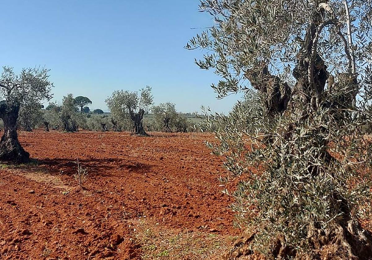 Olivar tradicional en la comarca de Tierra de Barros.
