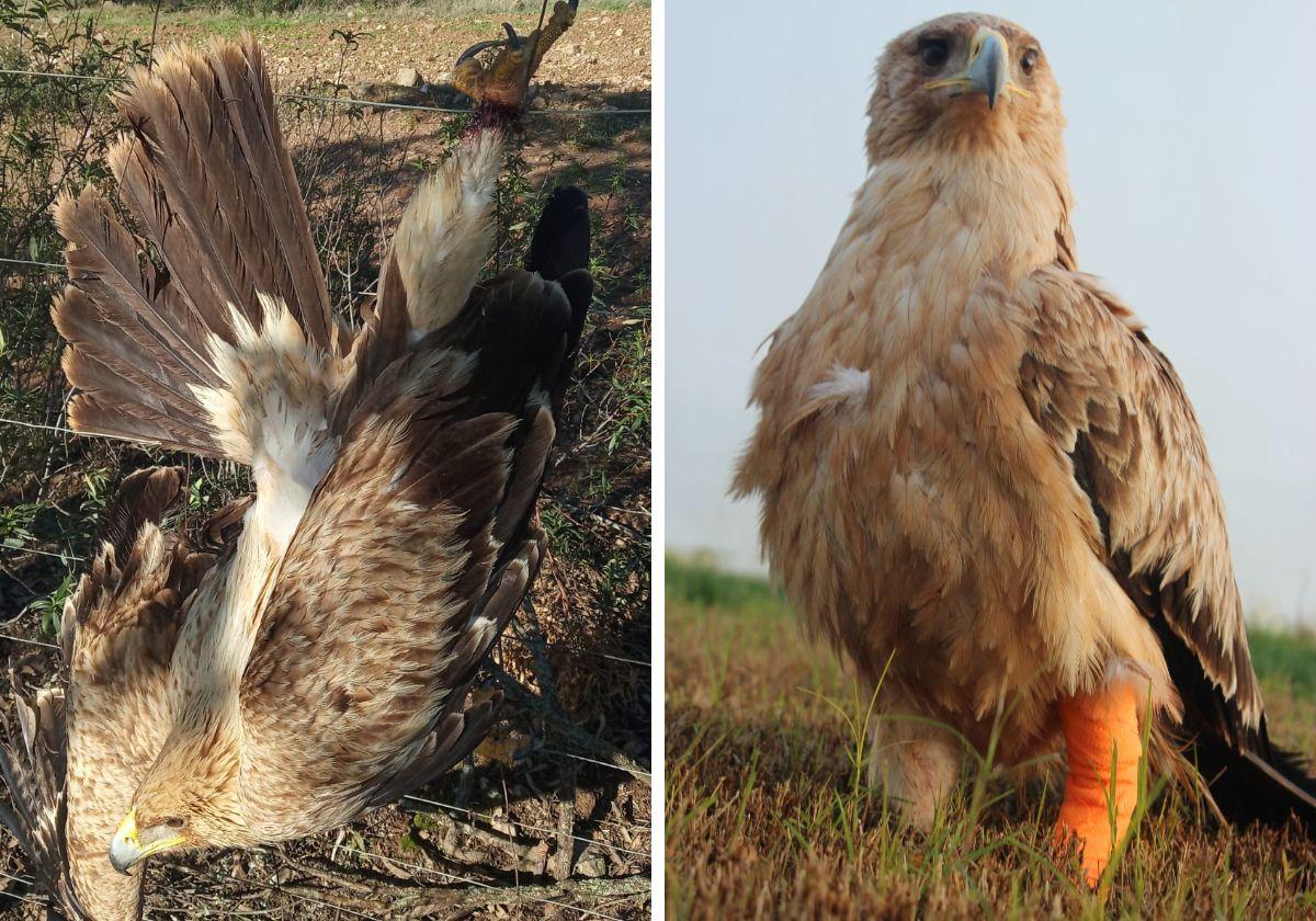 A la izquierda, el águila enganchado a una alambrada. A la derecha, el animal con la garra amputada.