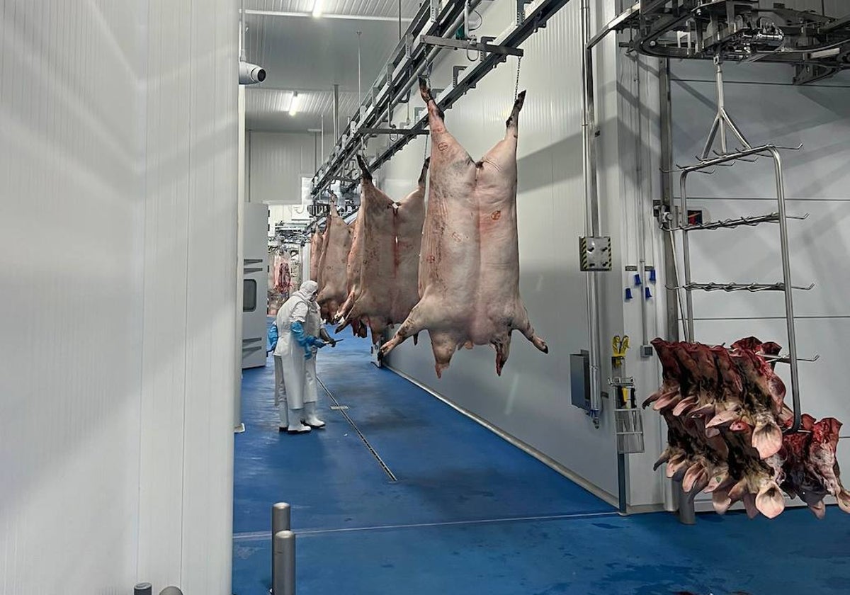 Cochinos sacrificados esta semana en el macromatadero de ibérico de Zafra.