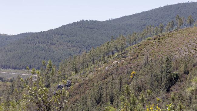 Imagen después - Paisaje en el entorno de Jola, en una foto del año siguiente al incendio y otra actual..