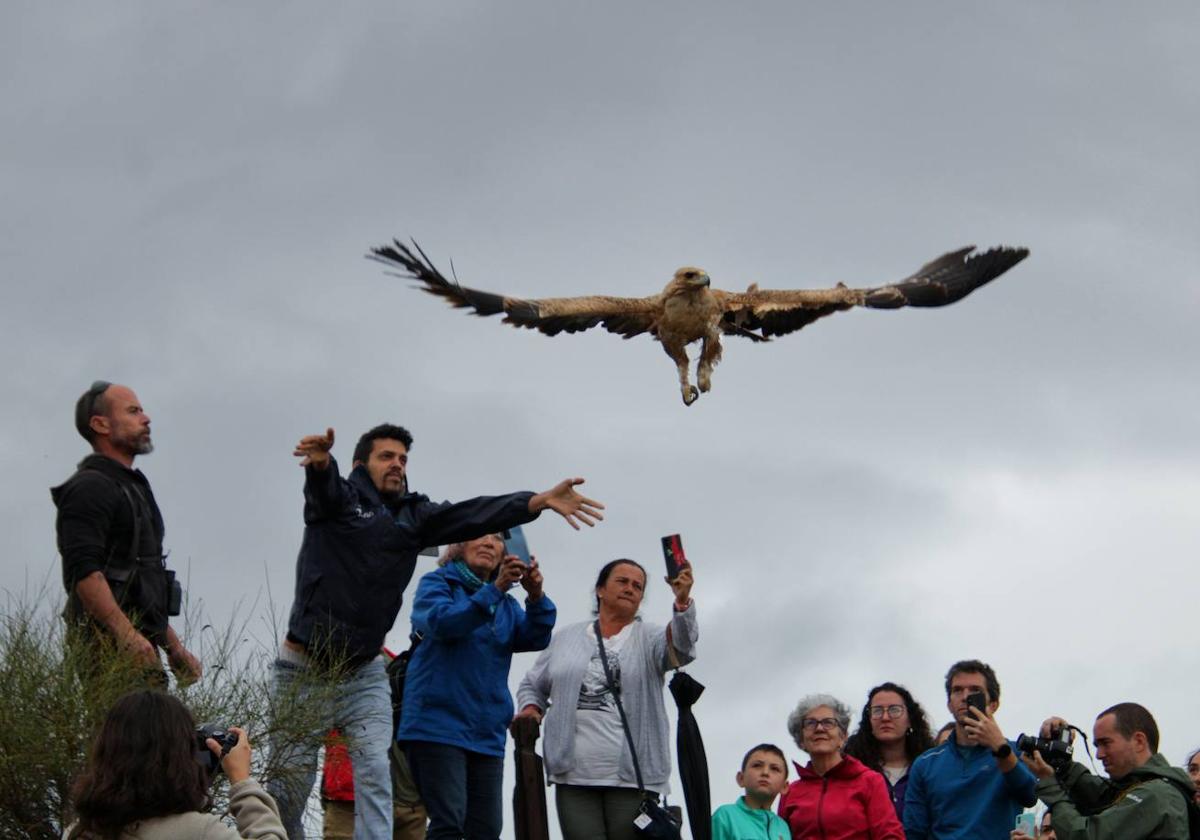 Lluvia, el águila imperial, alza el vuelo en su puesta en libertad.