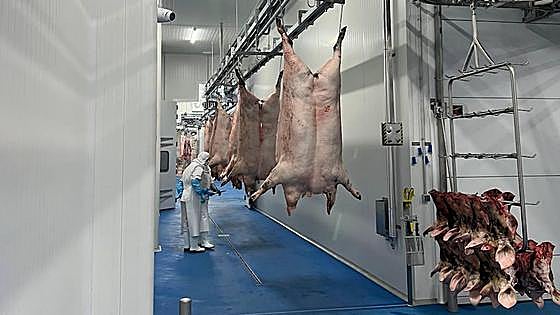 El matadero de ibérico de Zafra alcanzará en verano los mil sacrificios al día