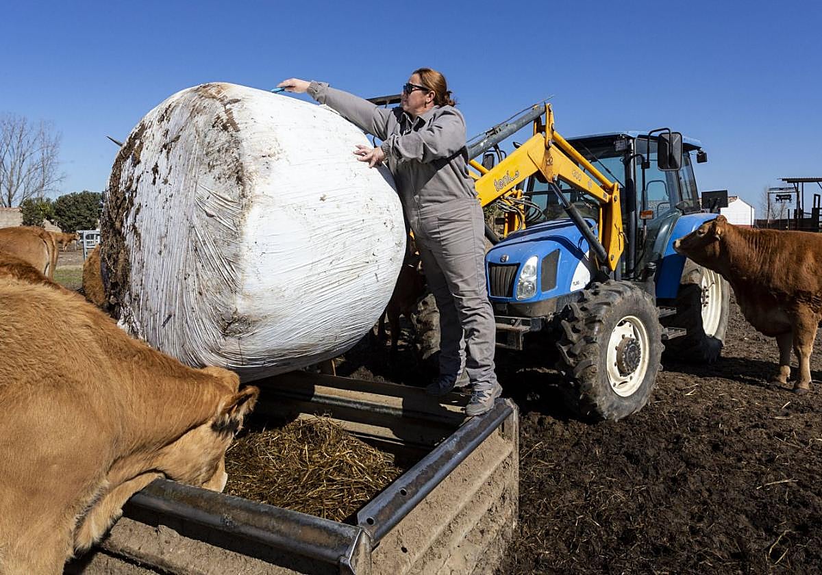 Explotación ganadera en una finca de Coria.