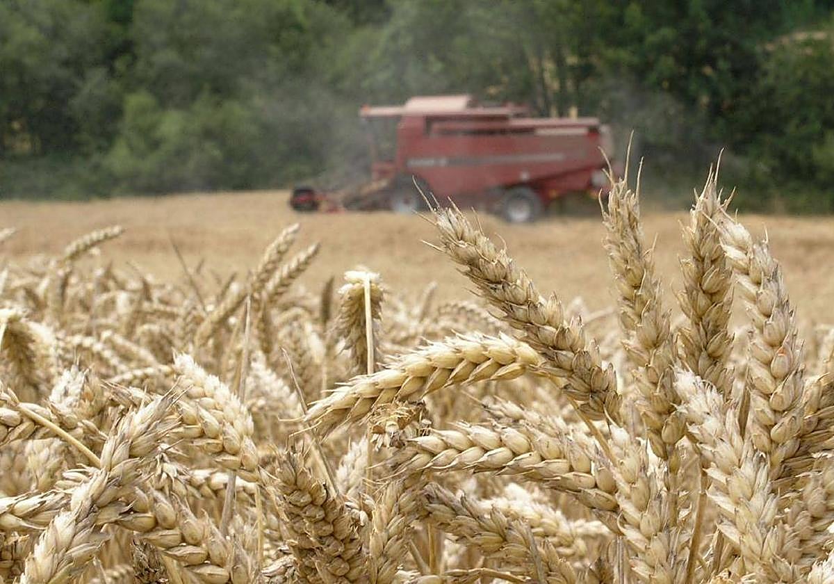 Una cosechadora recogiendo trigo durante la pasada campaña.