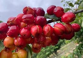 Daños causados en las cerezas del norte de Cáceres a causa de las lluvias.