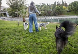 La ciudad y los perros