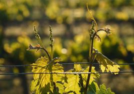 En la ribera del Duero