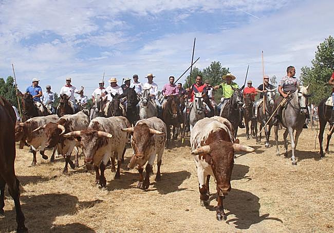 Traslado de los bueyes.