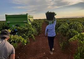 Jornaleros en una viña cosechando uvas extremeñas.