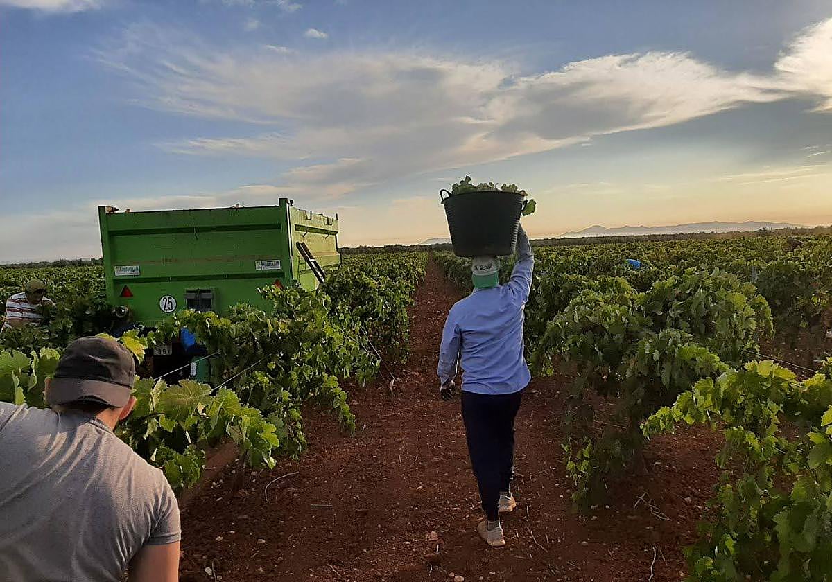 Jornaleros en una viña cosechando uvas extremeñas.