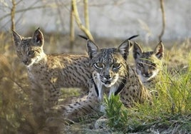 Tres ejemplares de lince ibérico.