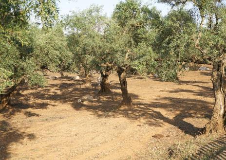 Imagen secundaria 1 - El aceite y la gastronomía se mezclan en Sierra de Gata