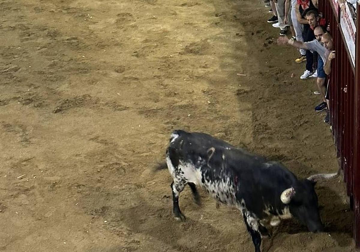 Clavel deja una lidia tranquila en el primer encierro de los Sanjuanes de Coria