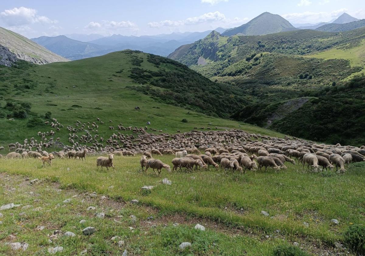 Las 1.700 ovejas cacereñas en las montañas de León, en donde pasarán el verano. Vídeo. Reportaje de la salida desde la provincia de Cáceres.