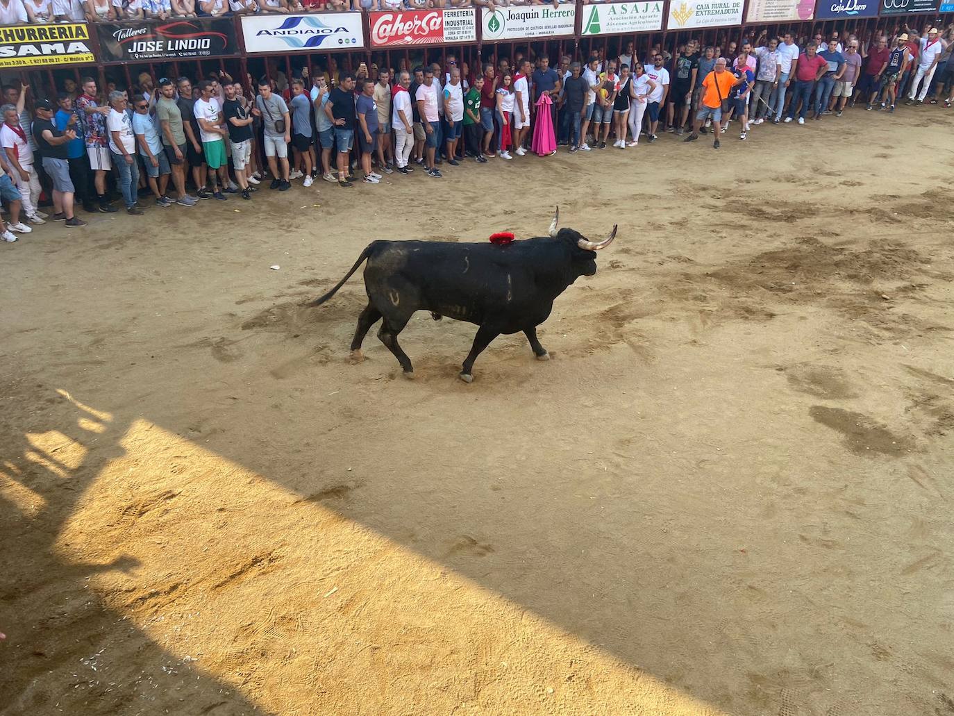 El último encierro de los Sanjuanes de Coria, en imágenes