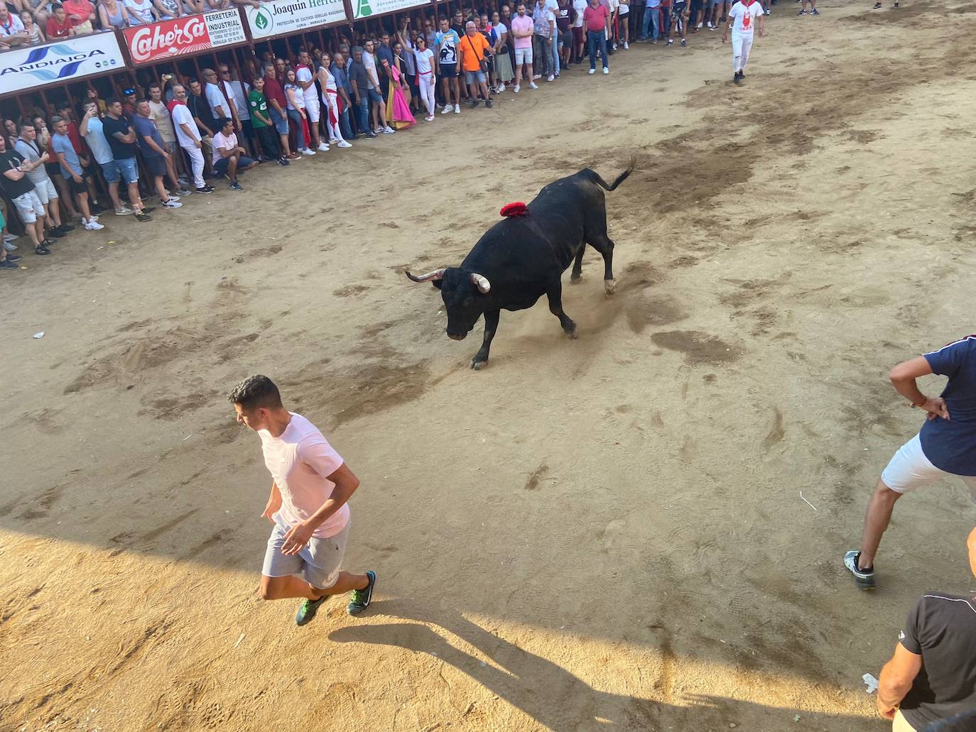El último encierro de los Sanjuanes de Coria, en imágenes