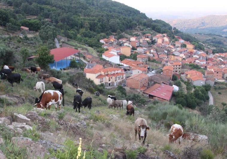 Vacas subiendo a la sierra, con el pueblo de fondo.