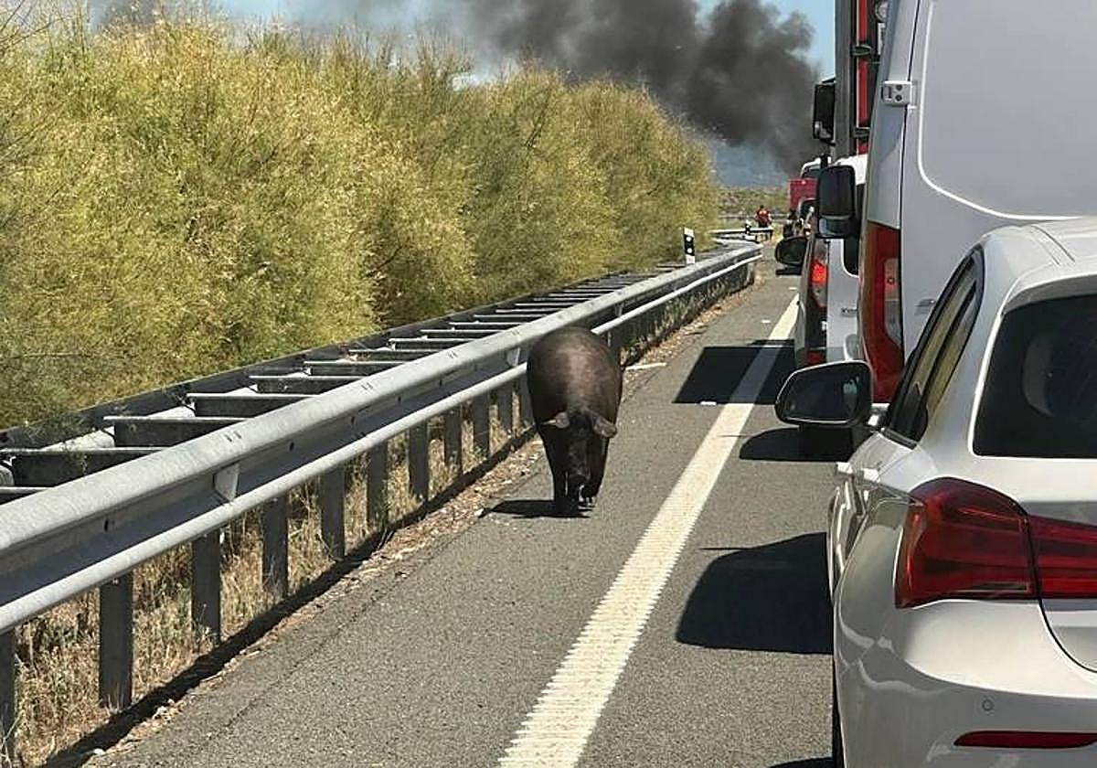 Uno de los cerdos que transportaba el camión siniestrado caminando por la calzada.