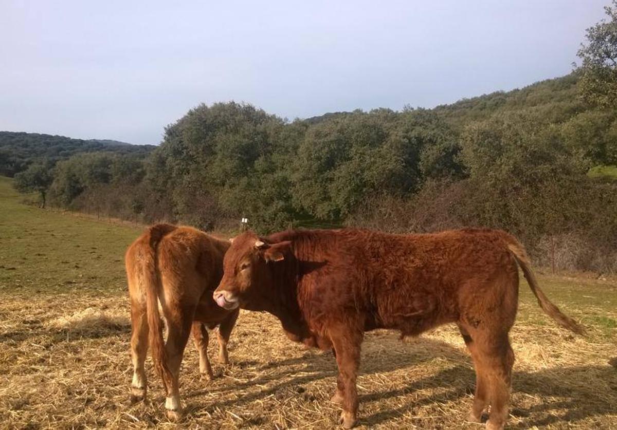 Ganado bovino en una finca de Monesterio.