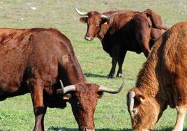 Explotación de ganado bovino en Extremadura.