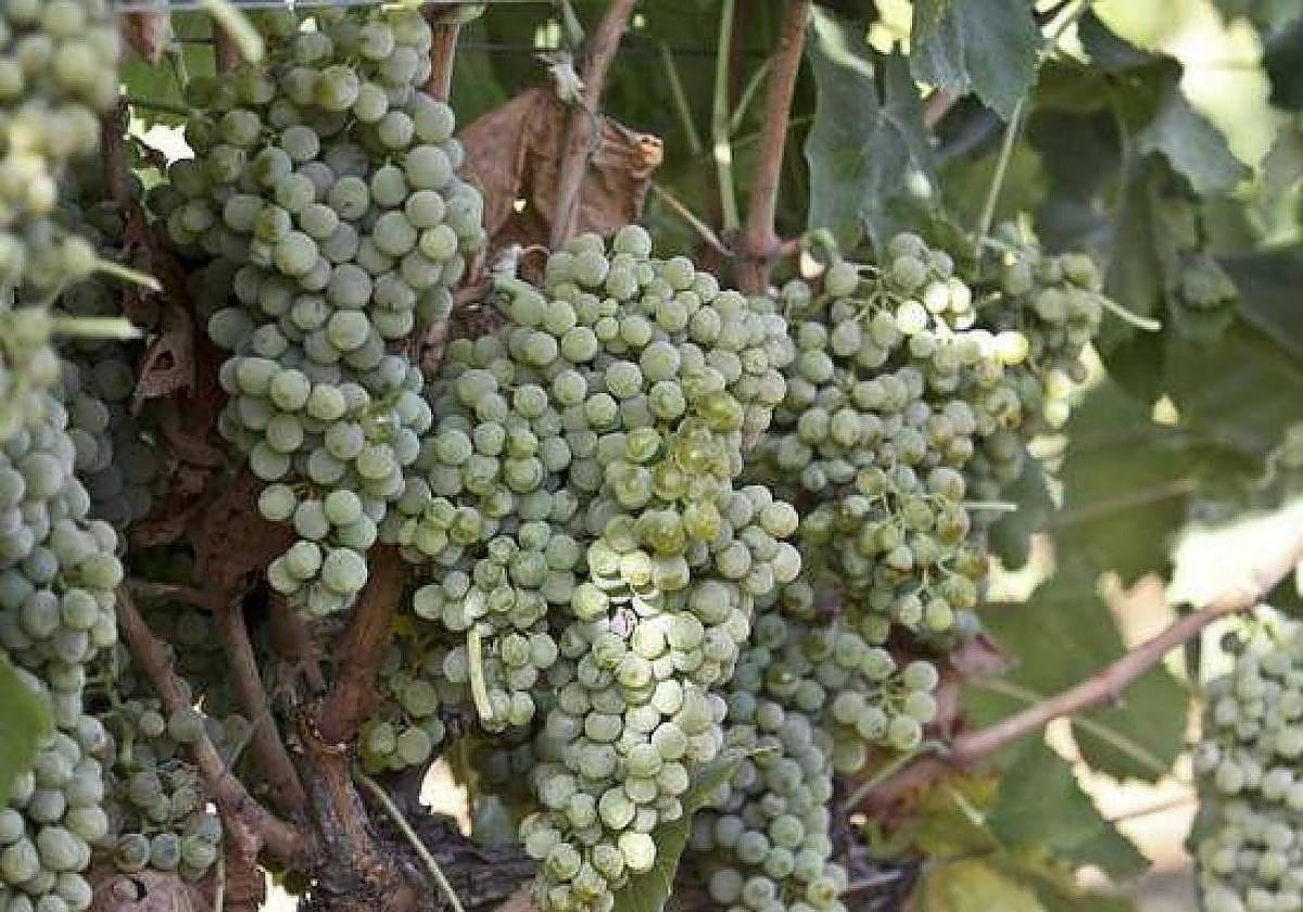 Vid con uva tinta en Arroyo de San Serván poco antes de cosecharse.