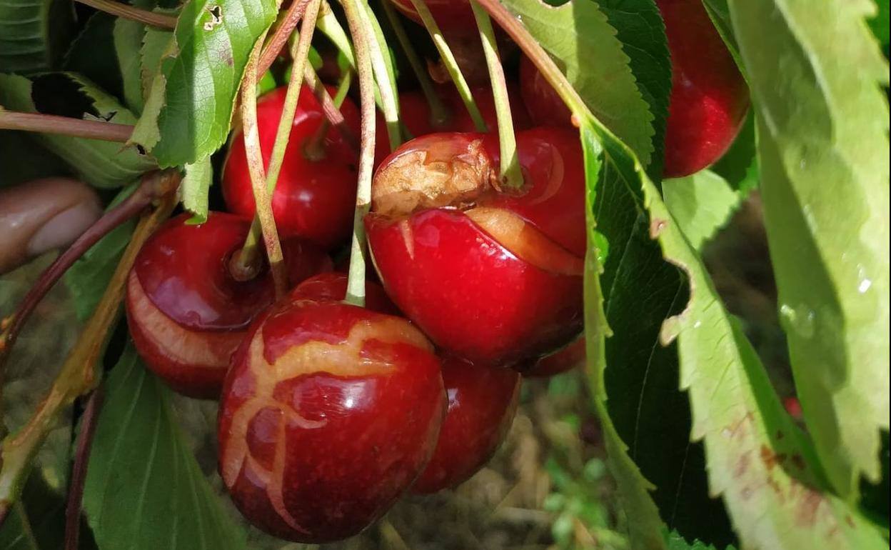 Daños ocasionados en las cerezas del Valle del Jerte.